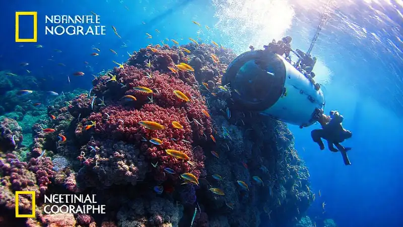 Investigadores observan vida marina en arrecife